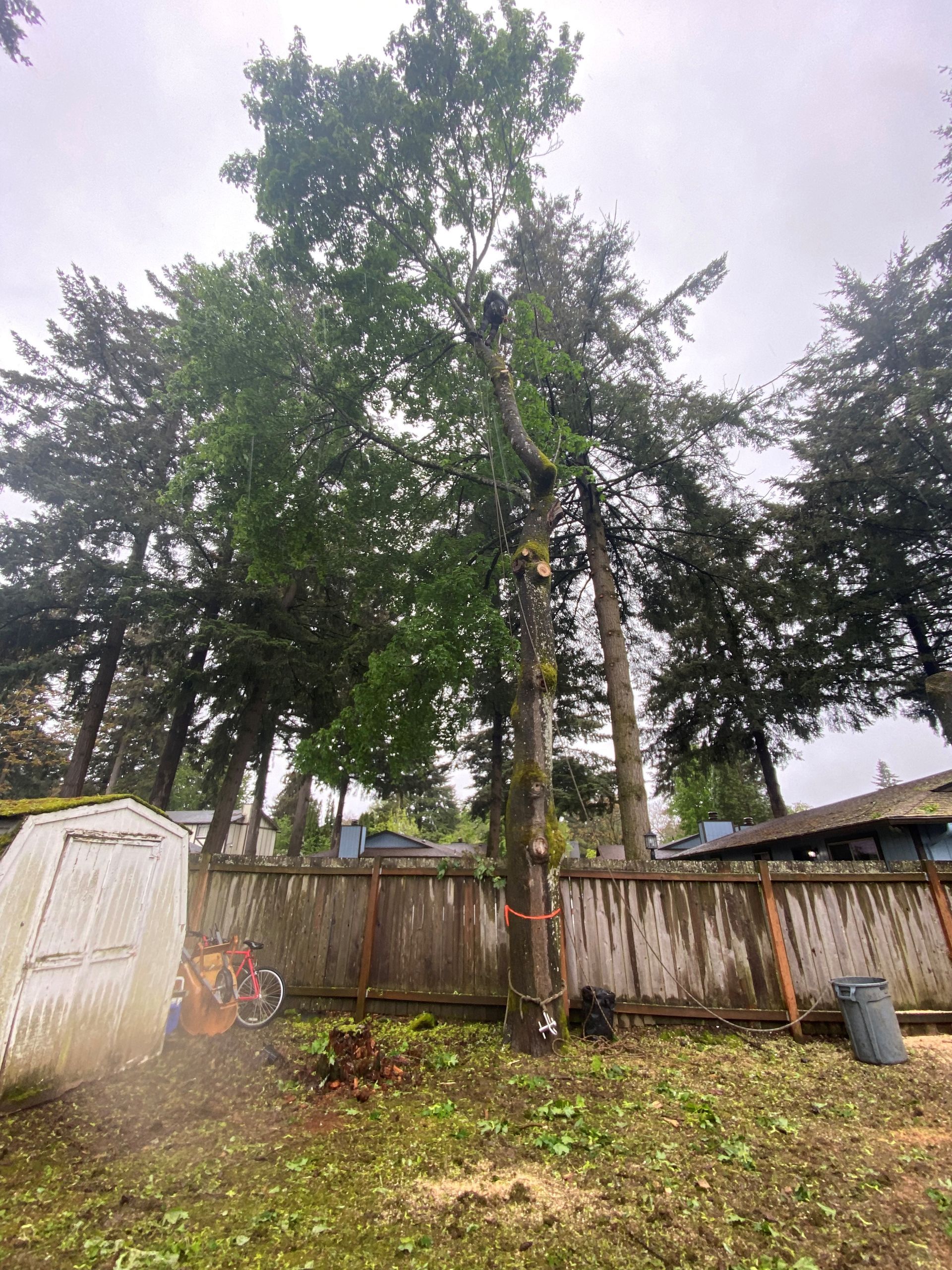 A large tree is being cut down in a backyard next to a fence.