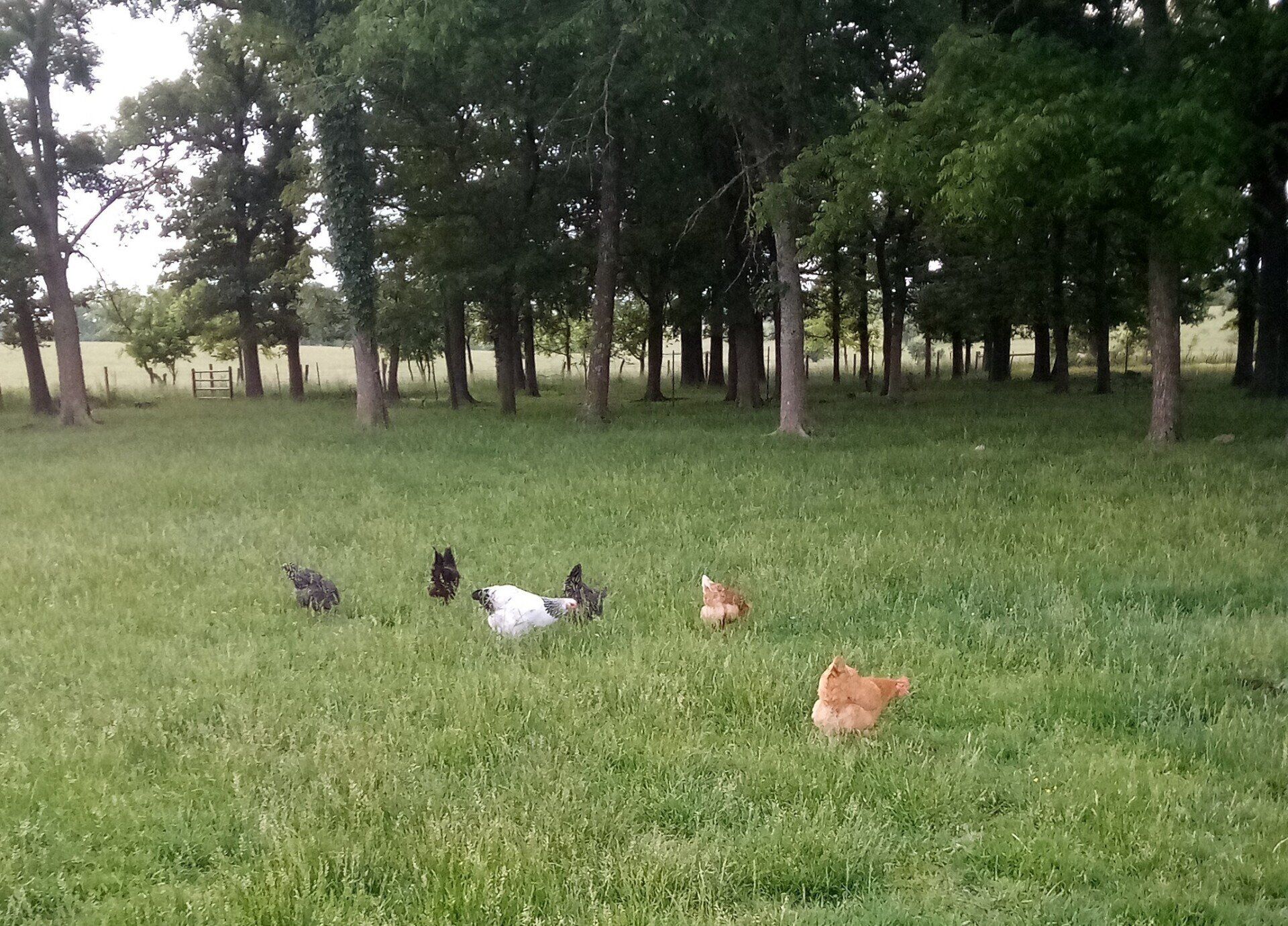 Contact TrimLine Barns Sarcoxie MO