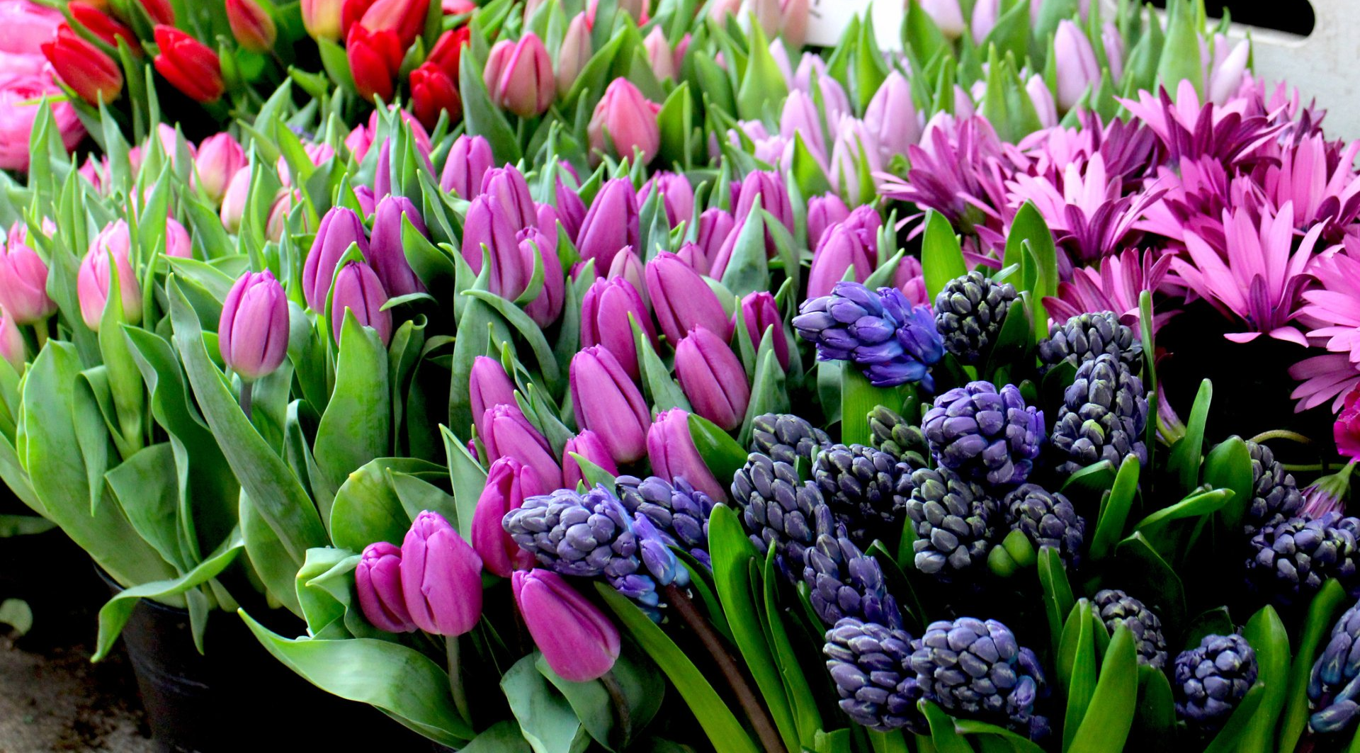 Multiple flowers in a garden.