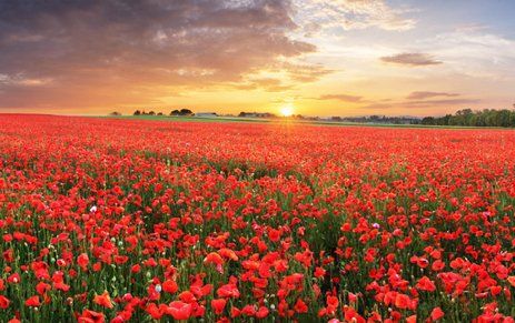 A field of red flowers.