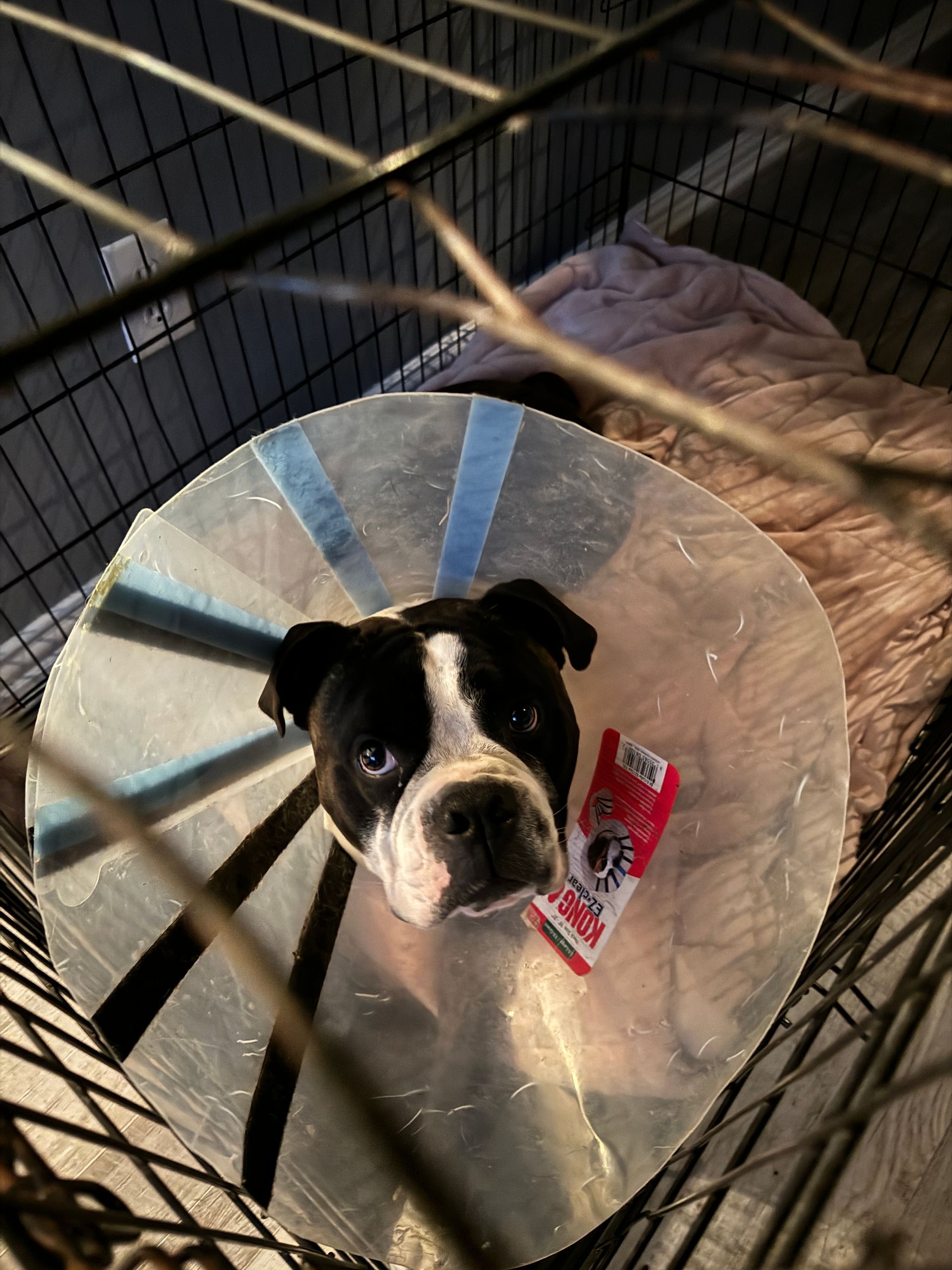 Black and white dog wearing a cone, inside a cage, looking up. A treat bag rests near its face.