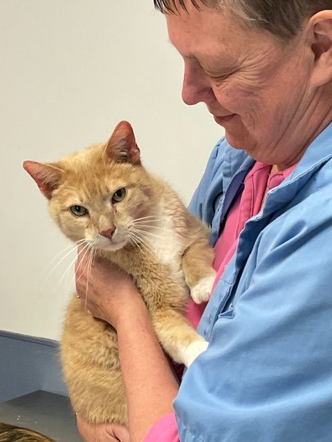 Woman in blue scrubs holding a ginger cat. The cat is looking at the camera.