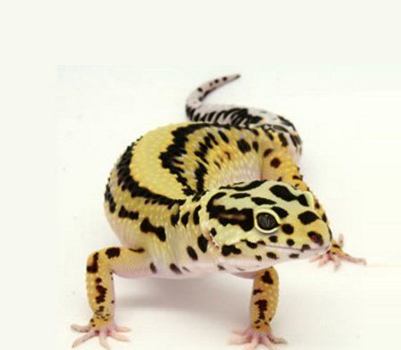 Reptile specialists in Grays, Essex