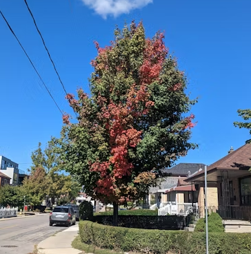 Tree with red and green leaves at a street corner; blue sky, crosswalk, houses.