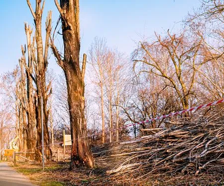 Trees with pruned trunks line a pathway; a pile of branches on the right. Red and white caution tape.