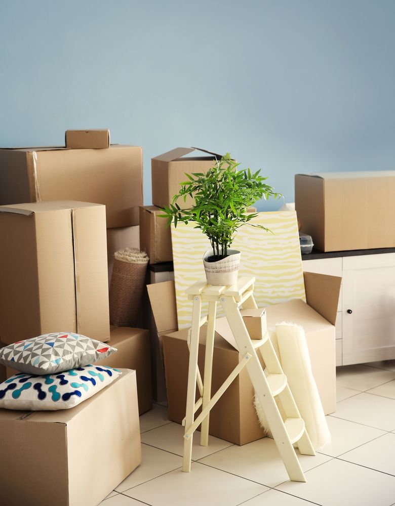 A Room Filled With Lots of Cardboard Boxes and a Potted Plant — Wide Bay Removals In Dundowran, QLD A room filled with lots of cardboard boxes and a potted plant — Wide Bay Removals In Dundowran, QLD