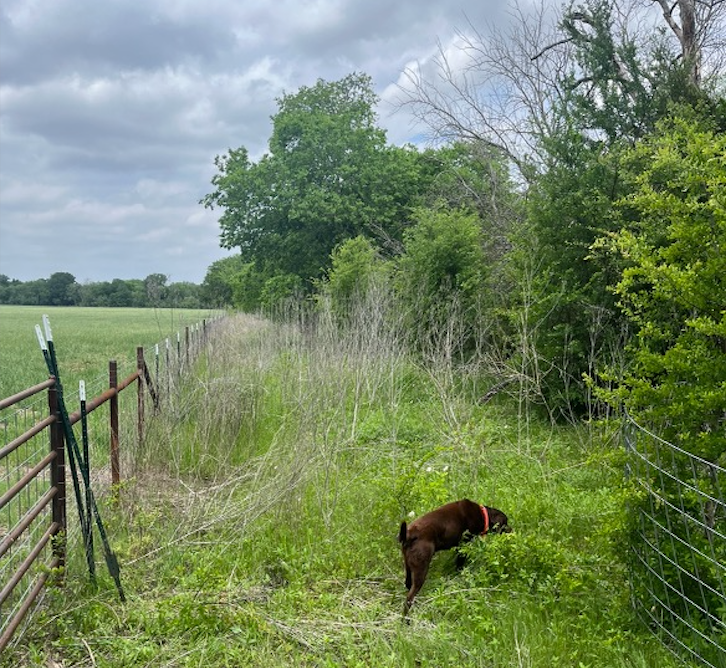 a brown dog is standing in a field next to a fence .