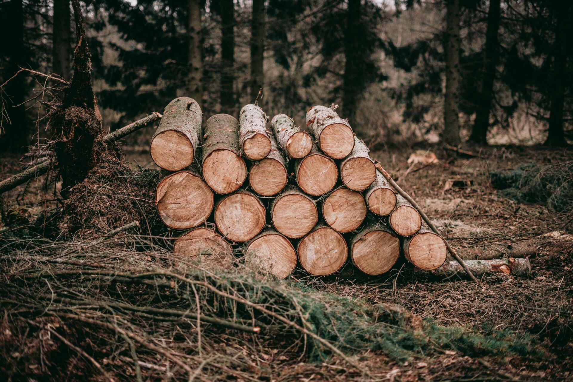 a pile of logs in the middle of a forest .