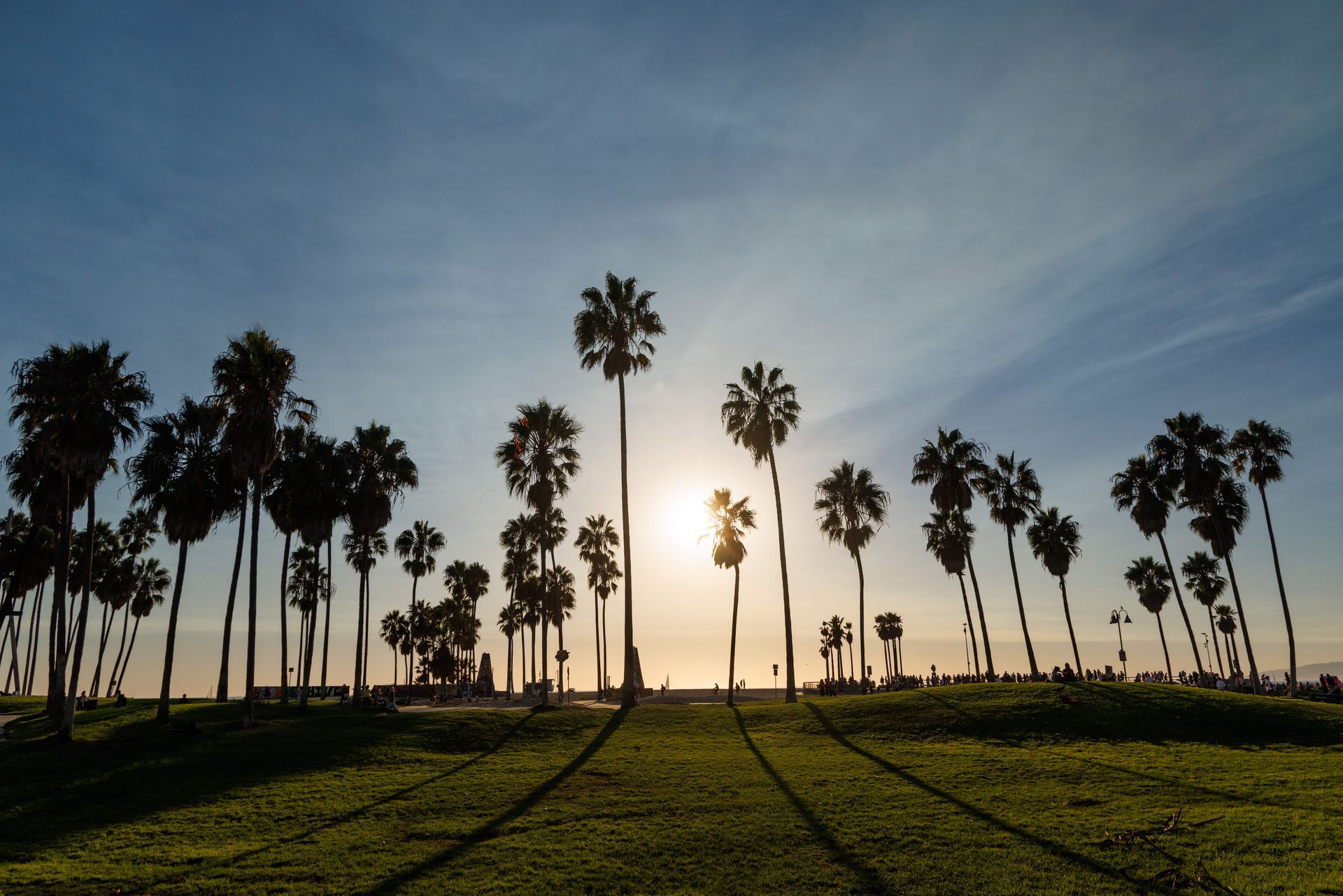 Palm trees silhouetted at sunset over a grassy field, with long shadows and a clear sky.