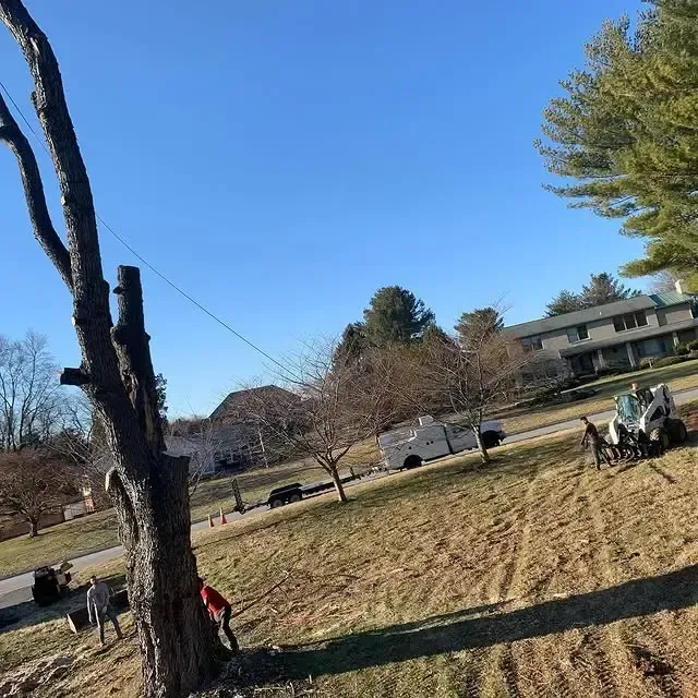 A tree being cut down in a yard with a house in the background