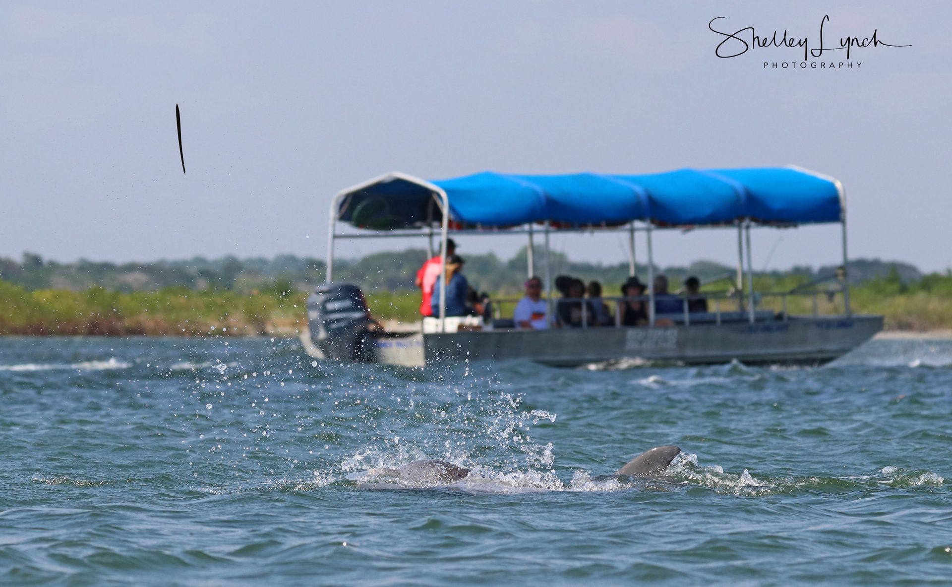 Dolphin leaps near a boat with tourists on blue water, a fish in air, and a sunny coastal landscape.