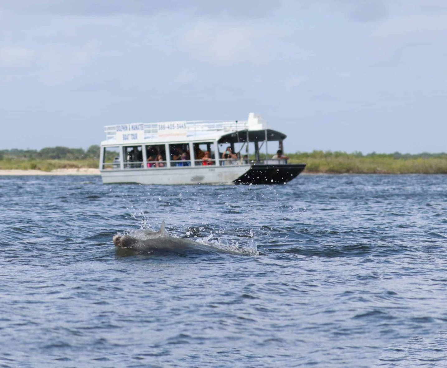 Dolphins jumping near a boat with tourists on the water, near a shoreline.