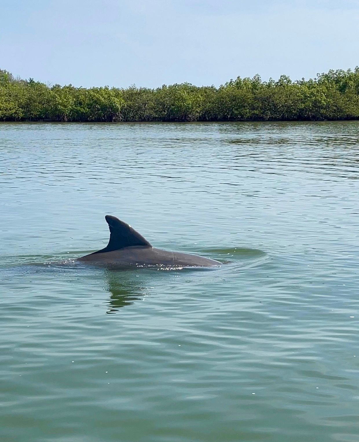 Dolphins jumping near a boat with tourists on the water, near a shoreline.