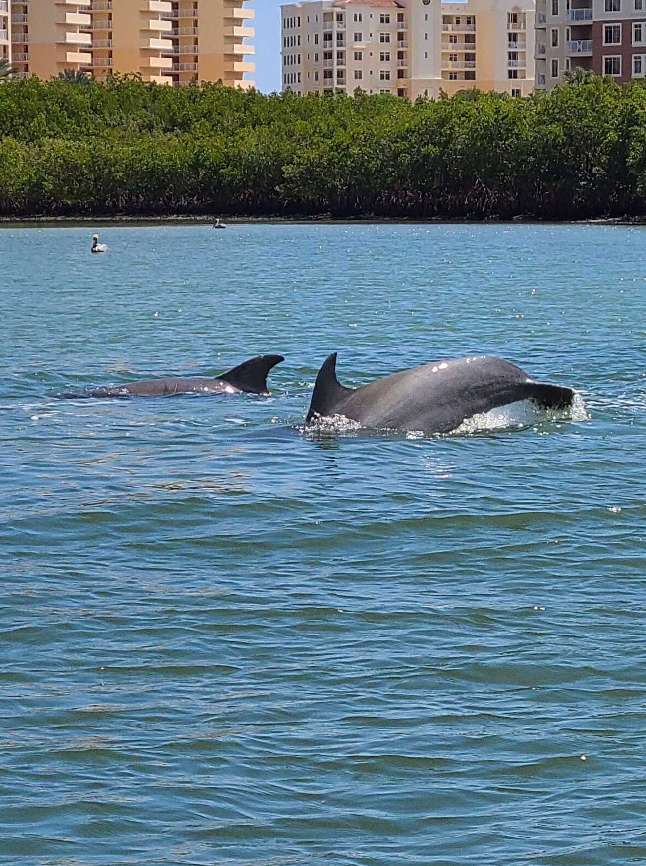 Two dolphins swimming in blue water; buildings and trees in the background.