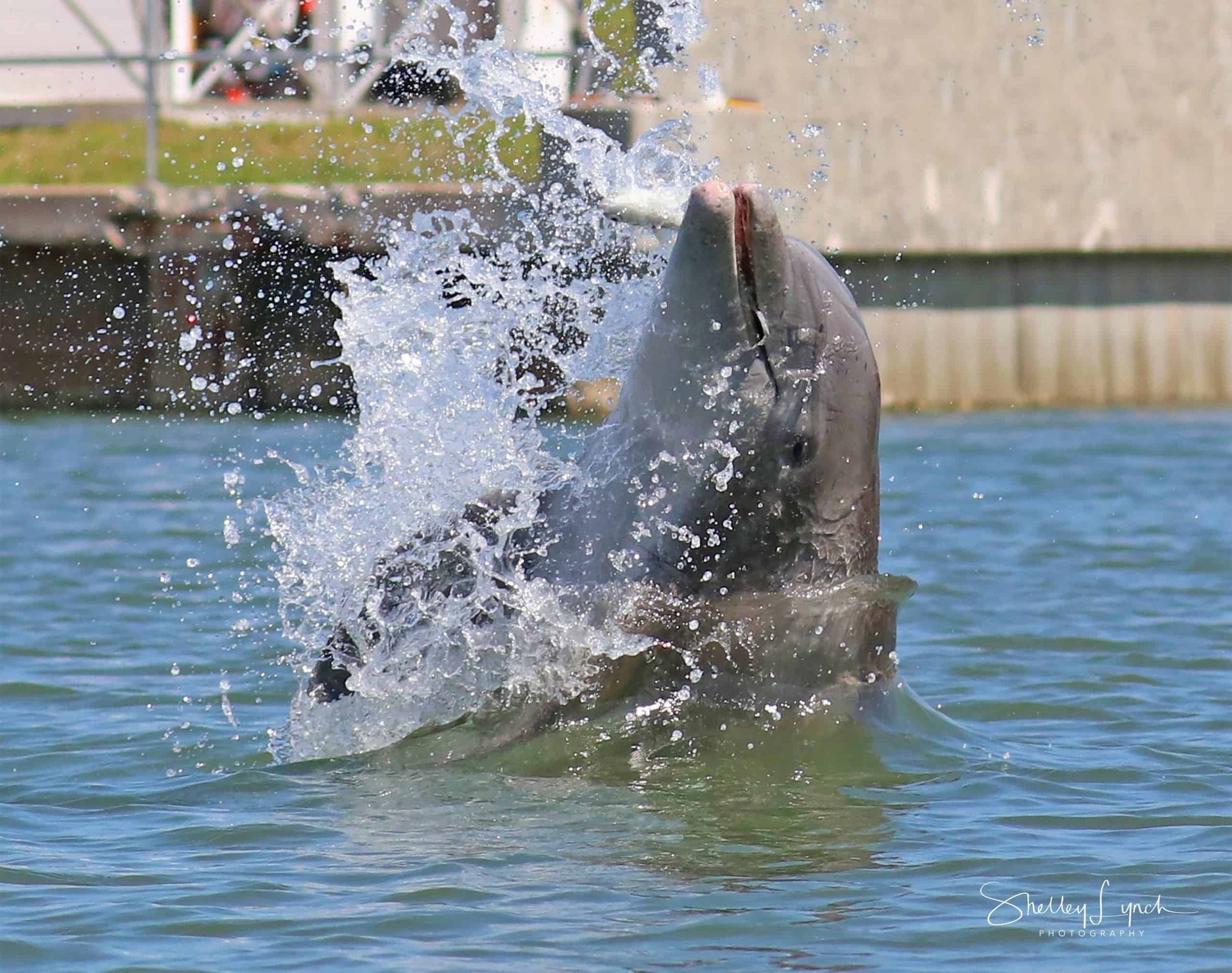 Dolphin leaping out of water, splashing in the sun; ocean background.