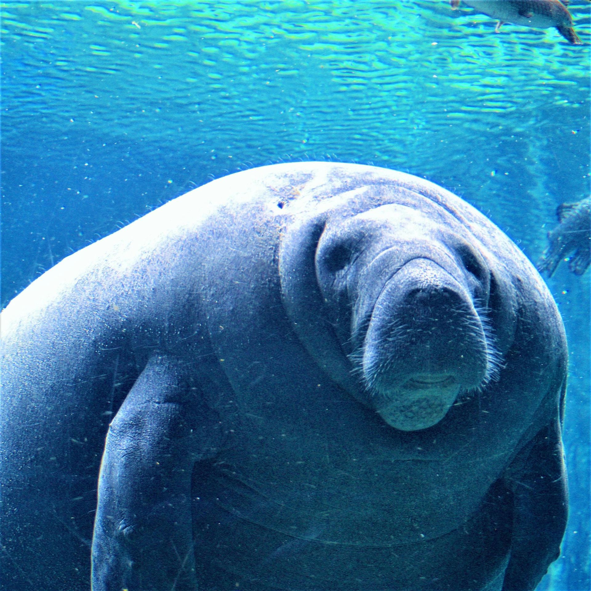 Manatee in blue water, facing the camera.