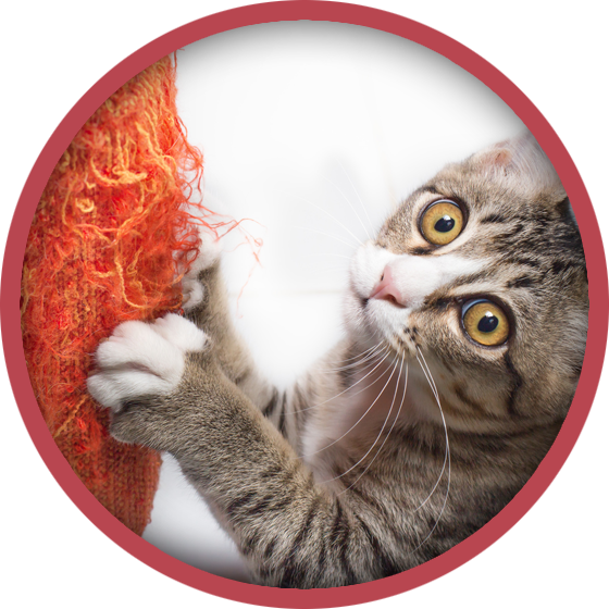 A cat is playing with a red object in a red circle