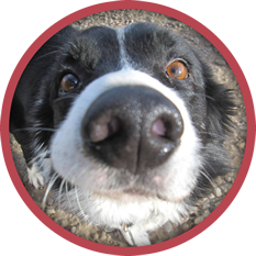 A close up of a black and white dog in a red circle