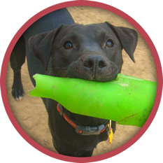 A black dog is holding a green object in its mouth