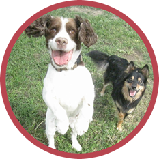 Two dogs on grass, one white-and-brown dog in front and a black-and-tan dog behind, both looking at the camera