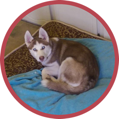 A husky dog is laying on a blue blanket on a bed.