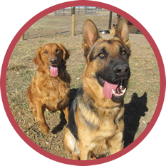 A german shepherd and a golden retriever are standing next to each other in a field