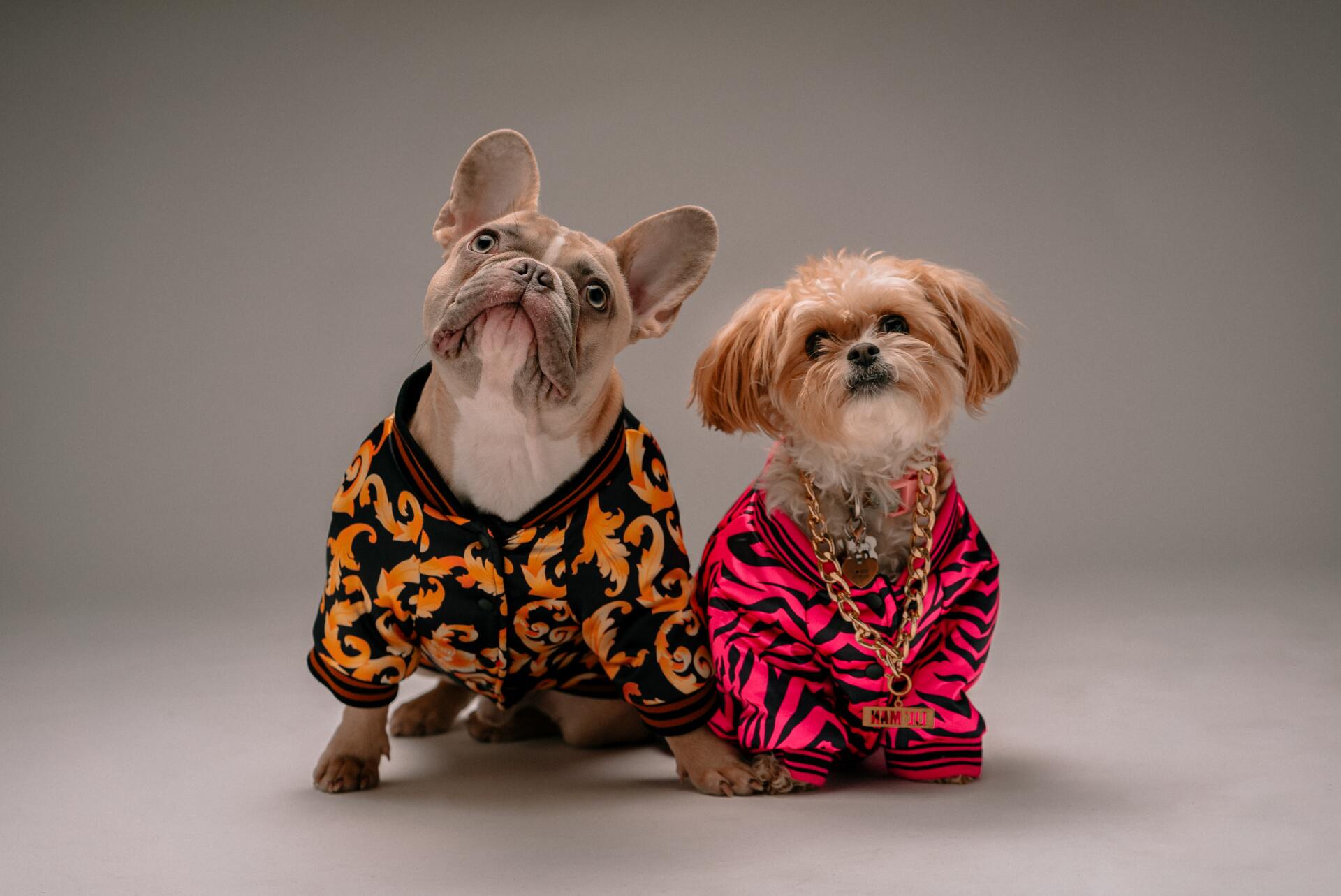 Cani vestiti da rapper