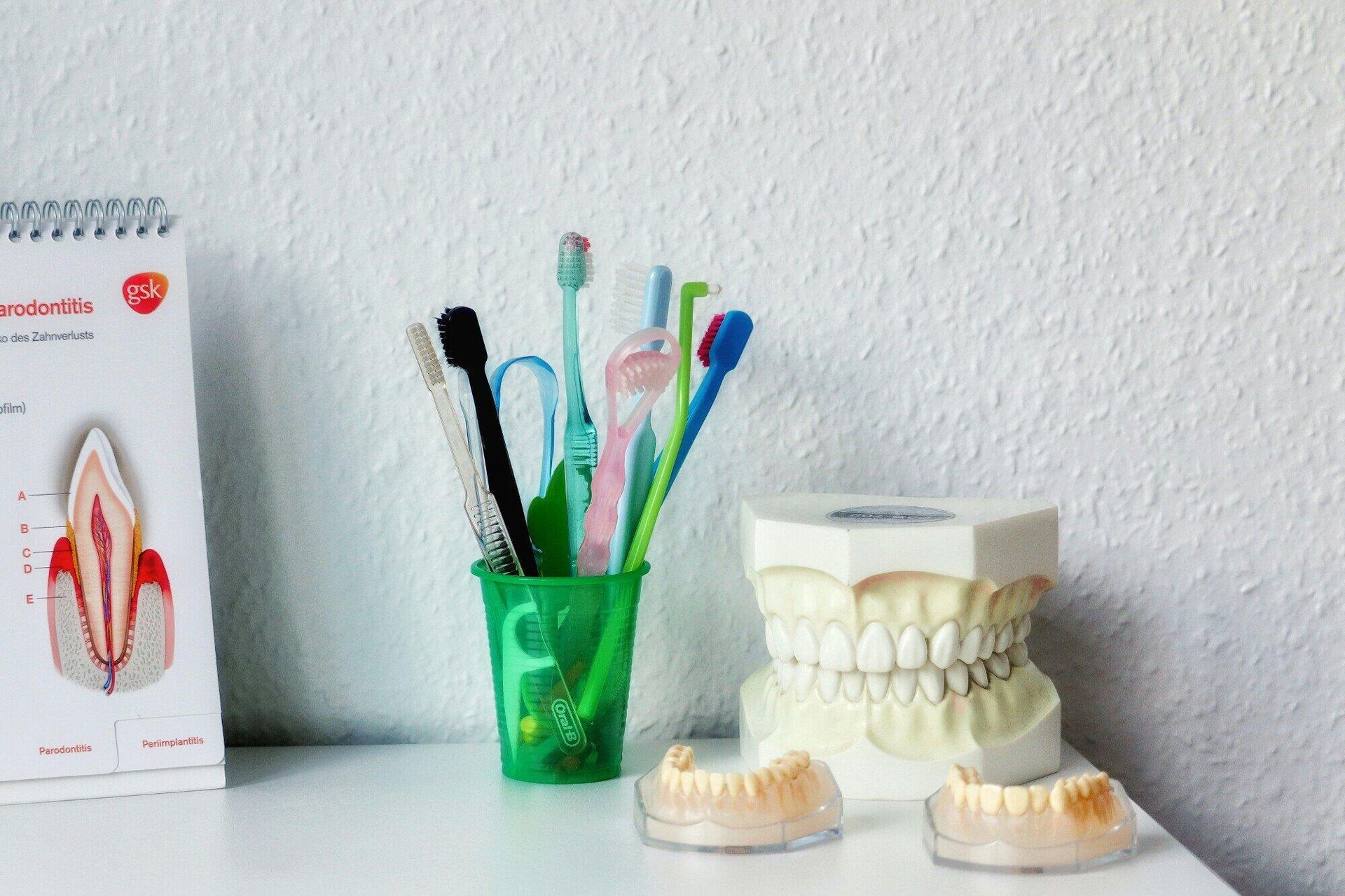 A green cup filled with toothbrushes sits on a table next to a model of teeth.