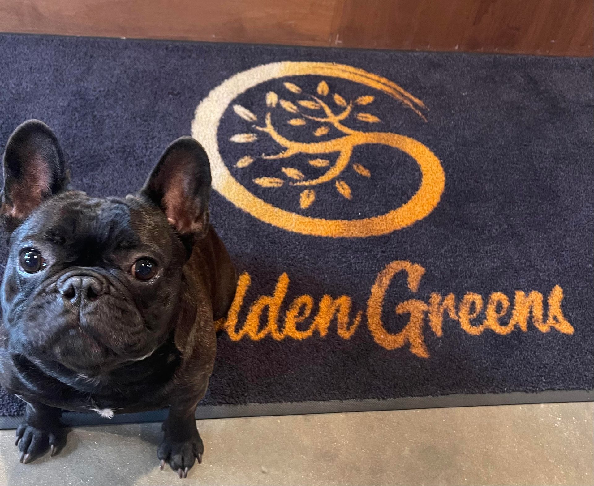 French bulldog sitting on Golden Greens logo rug