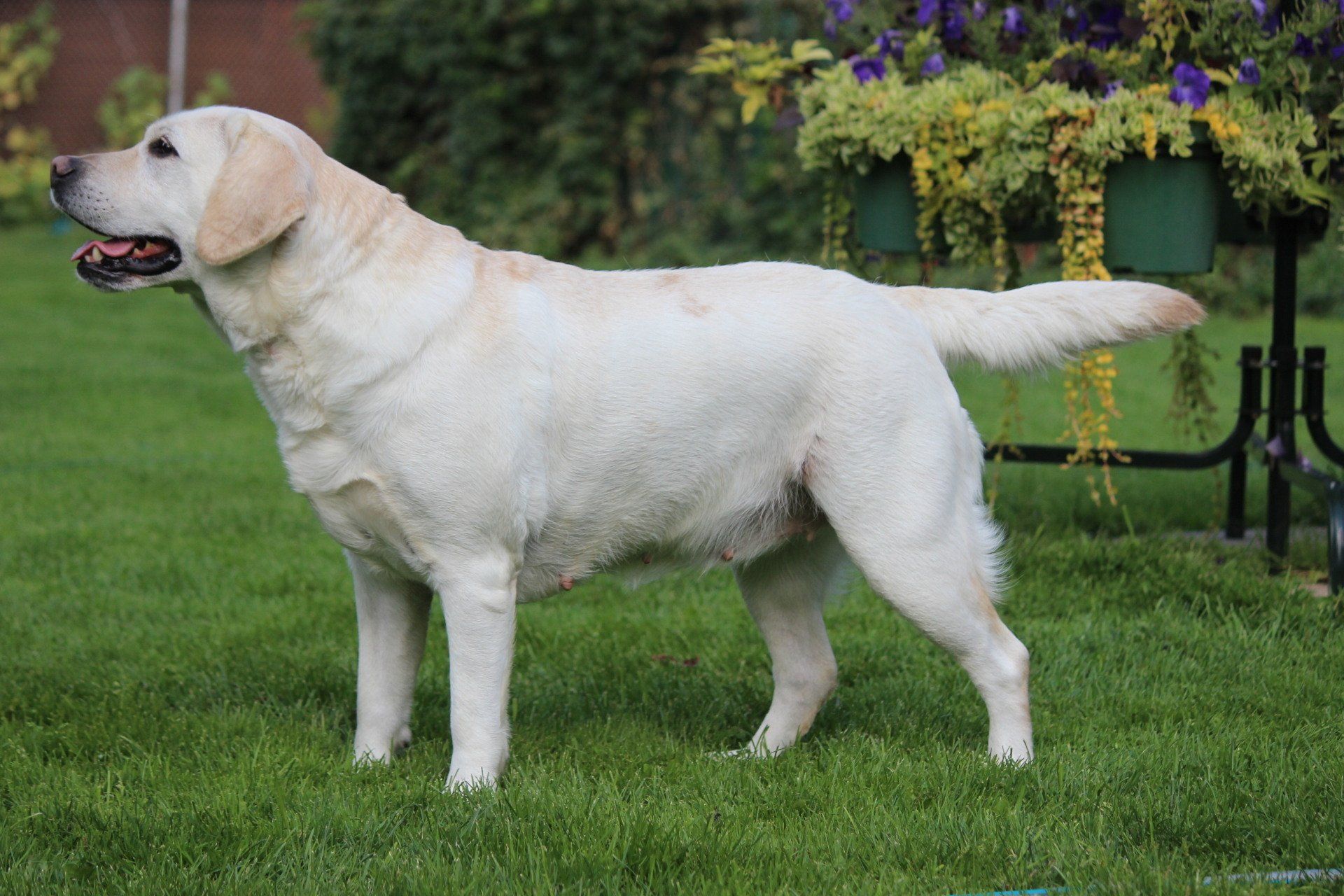 Paevalley Labradors