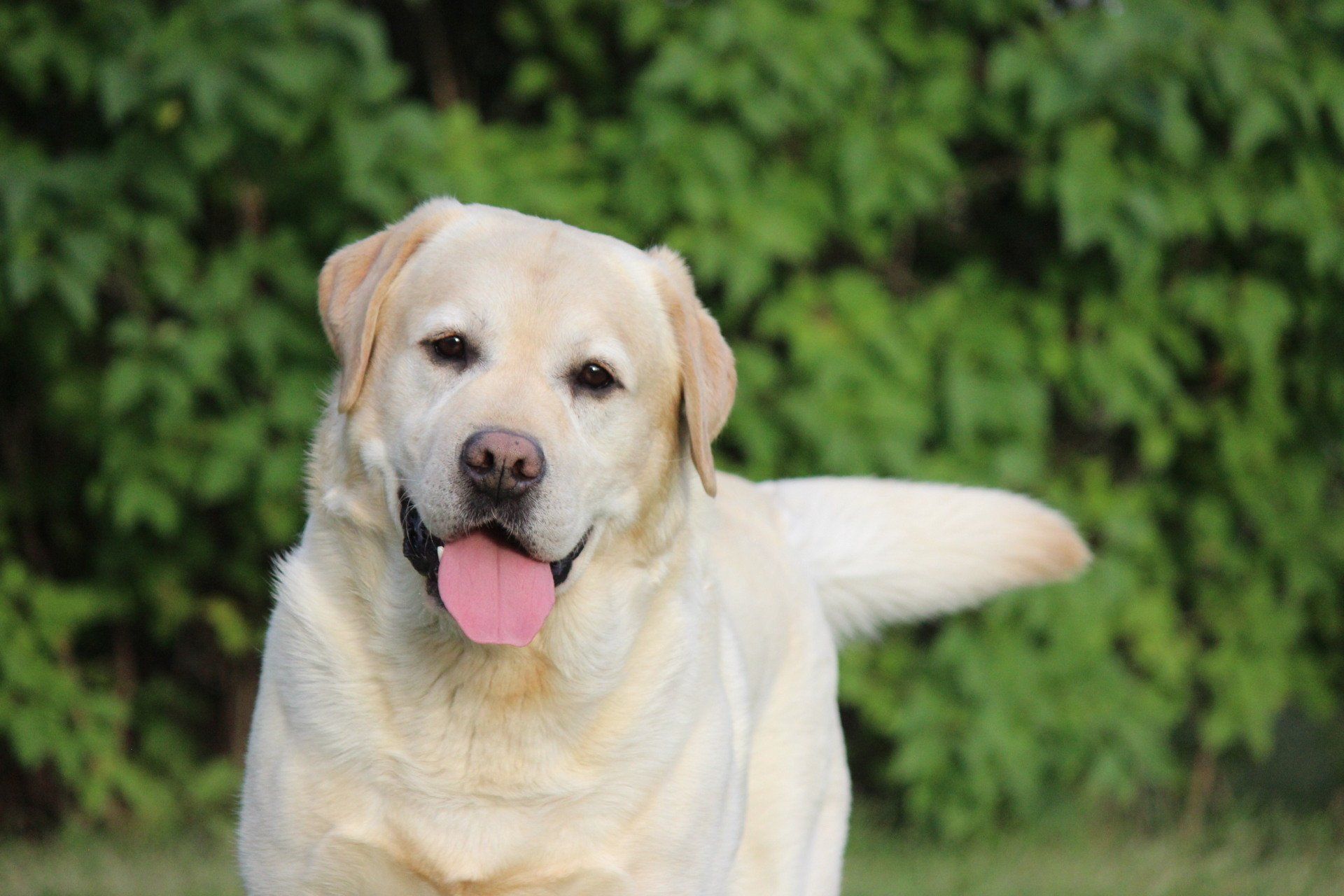 Paevalley Labradors