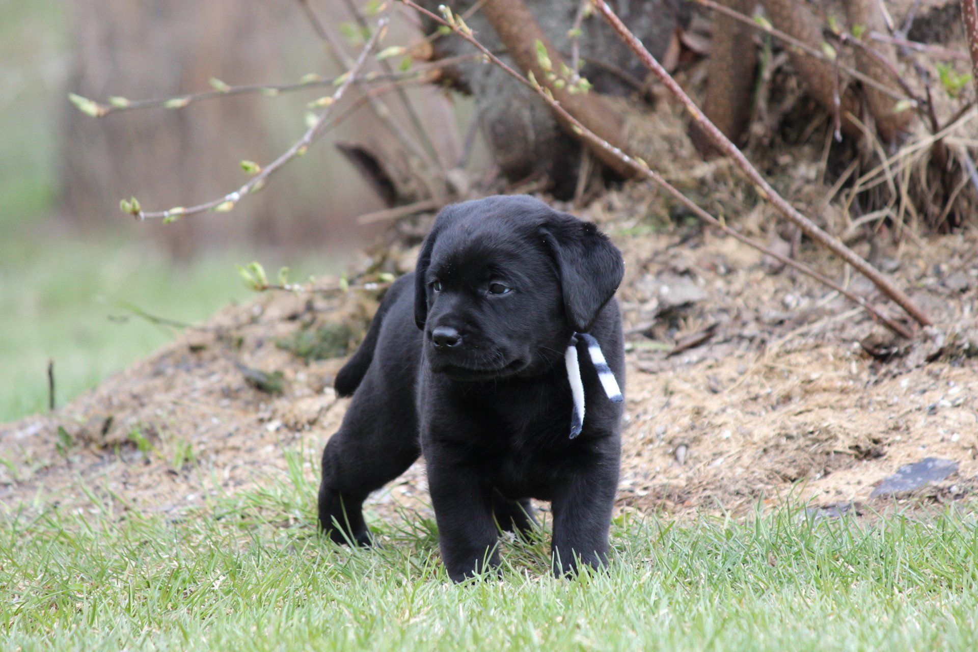 Paevalley Labradors