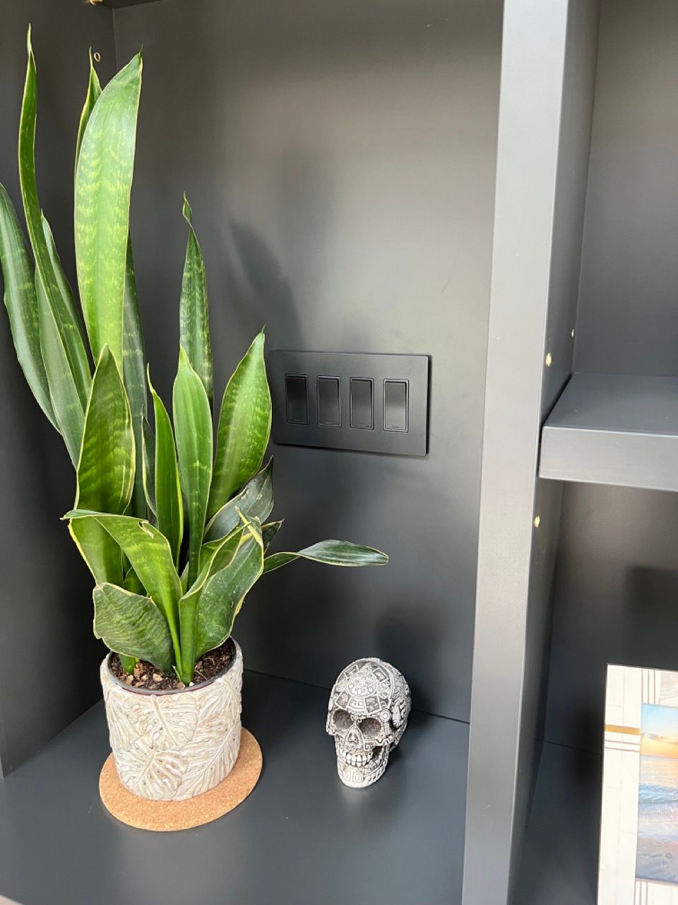 A potted plant is sitting on a shelf next to a skull.