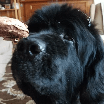 do newfoundland dogs drool