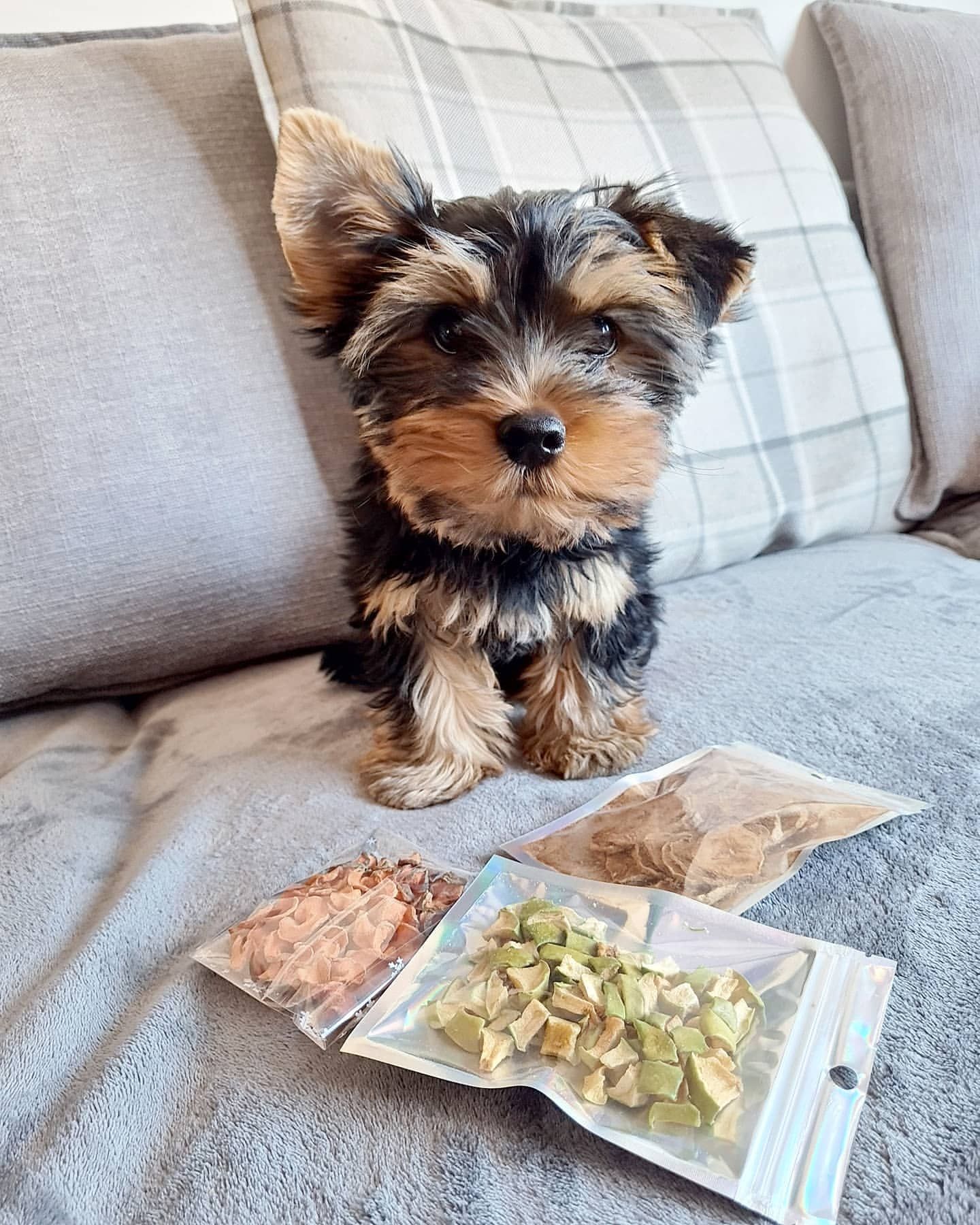 A small dog is sitting on a couch next to a bag of treats.