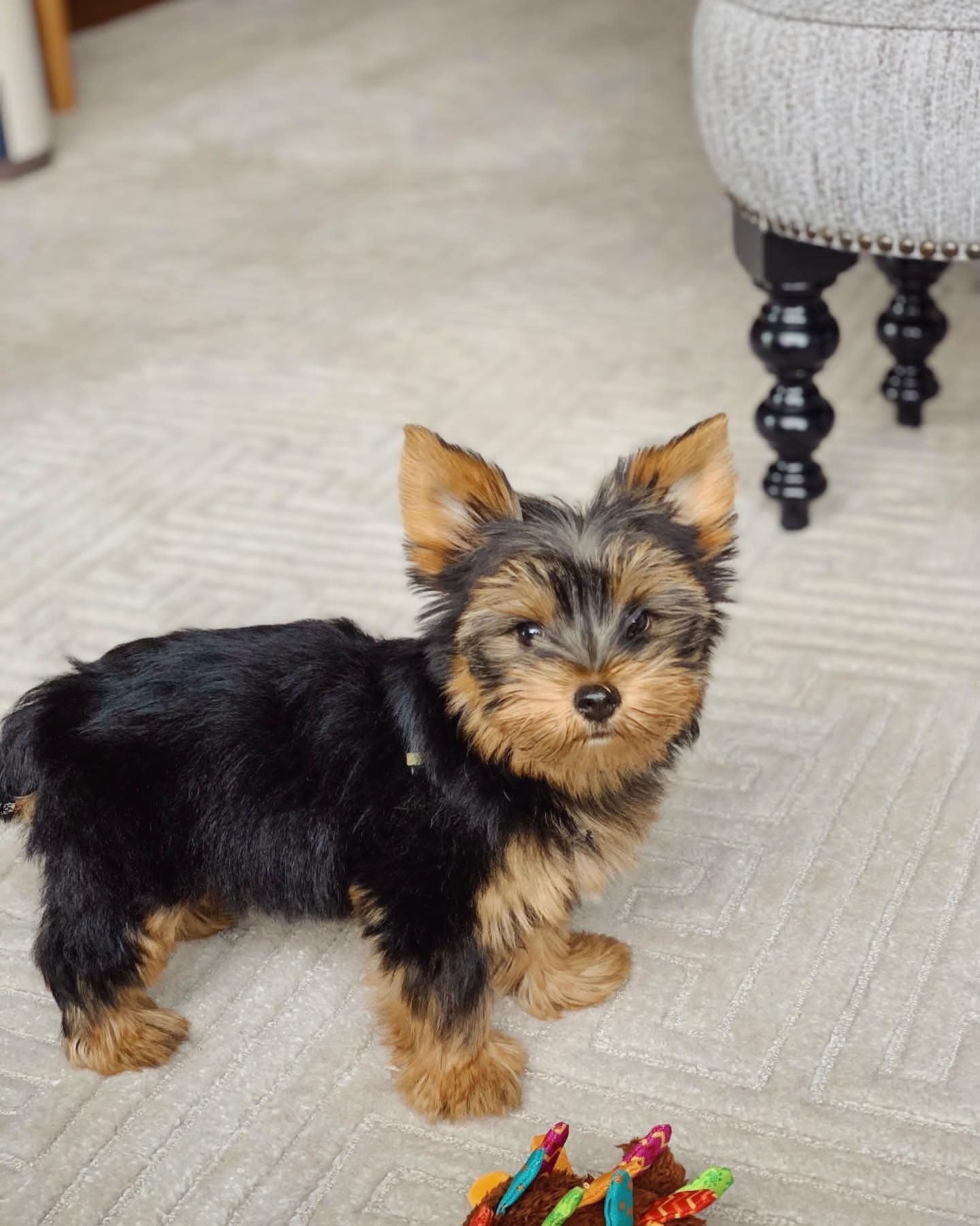 A small dog is standing next to a toy on the floor.