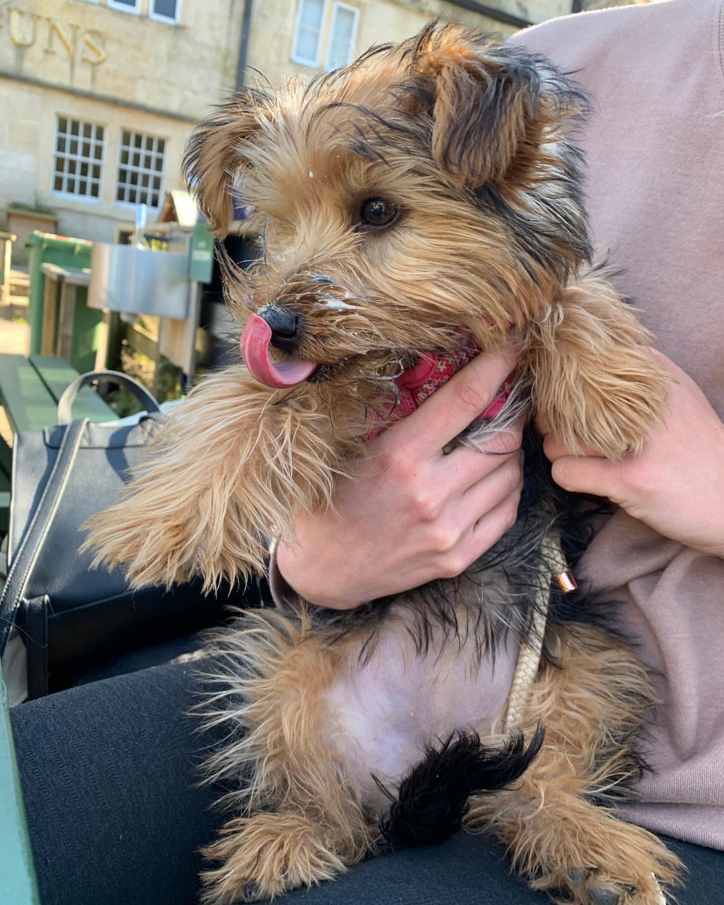 A person is holding a small dog with its tongue out.