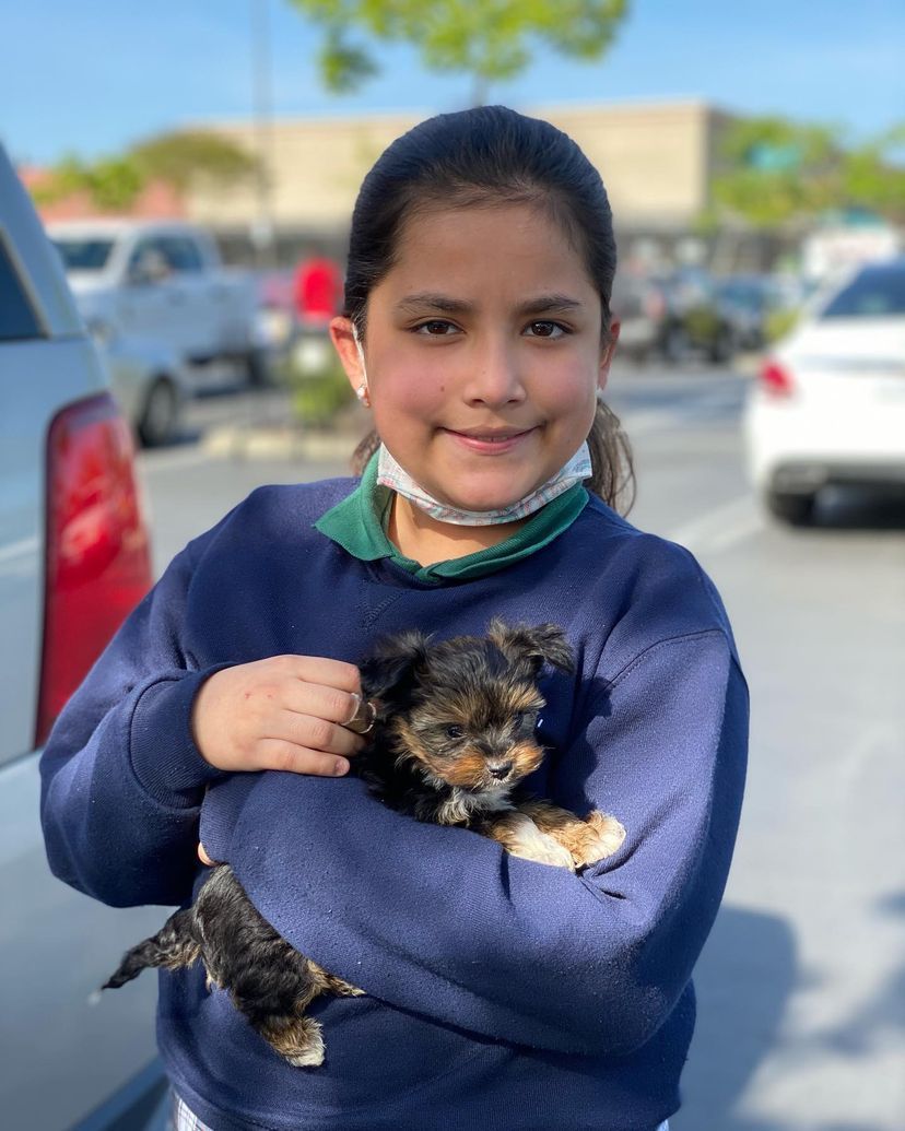 A young girl is holding a small puppy in her arms