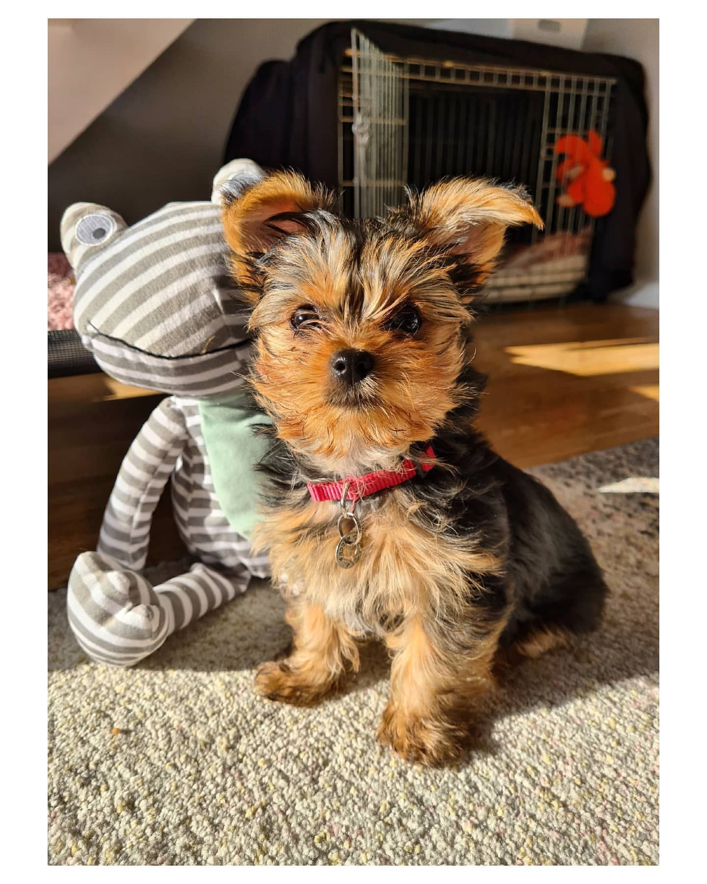 A small dog is sitting next to a stuffed animal on the floor.