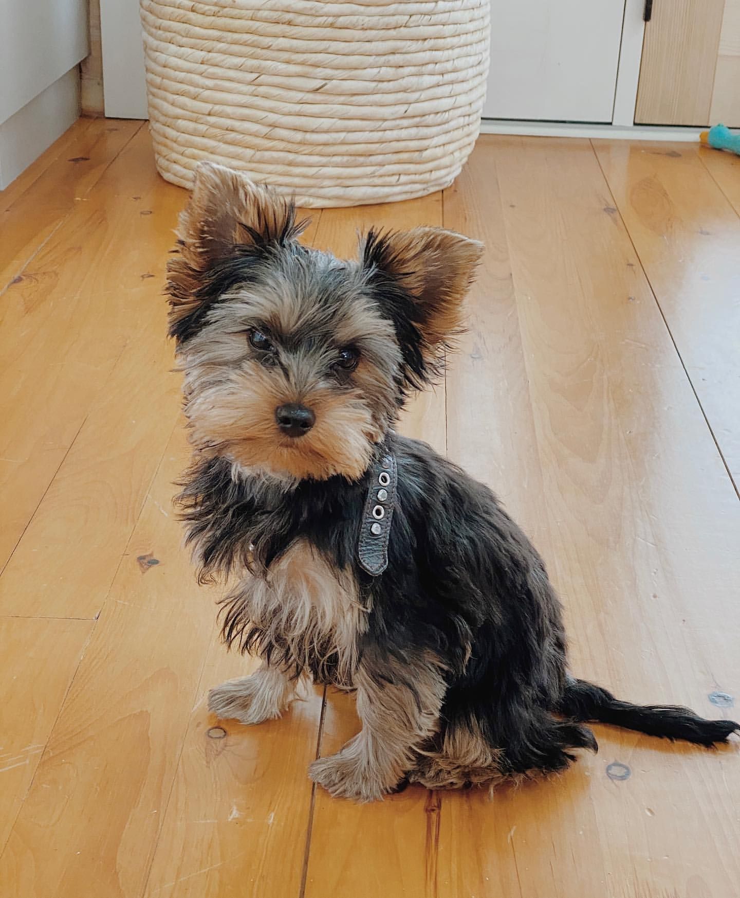 A small dog is sitting on a wooden floor next to a basket.