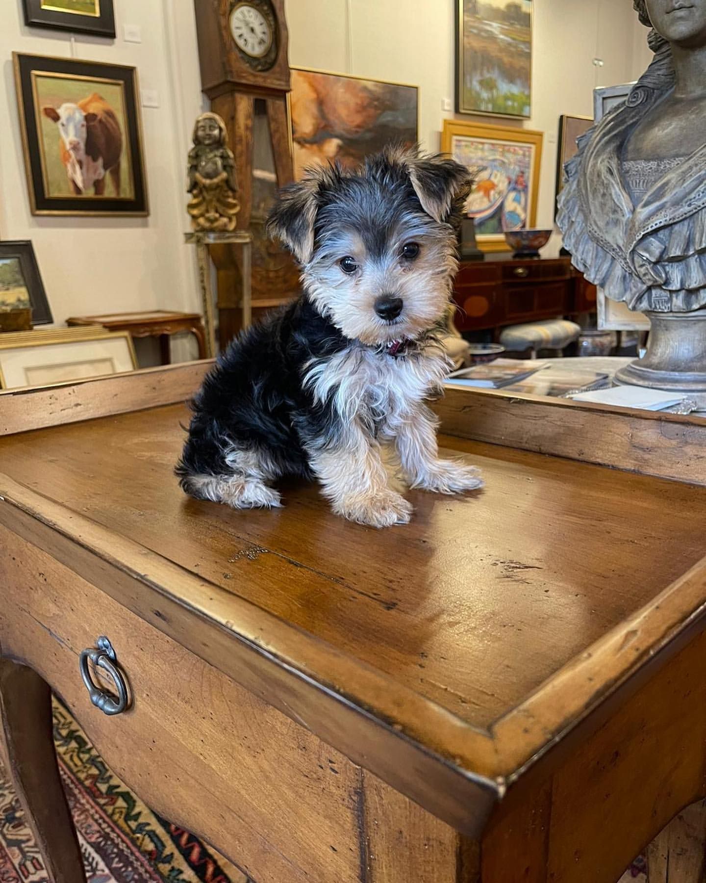 A small puppy is sitting on top of a wooden table.