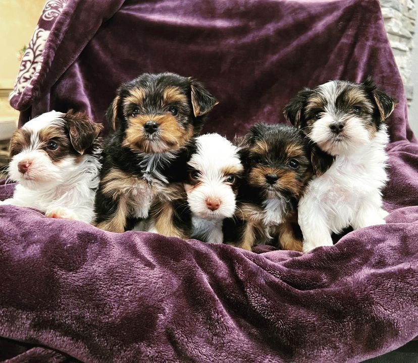 A group of puppies are sitting on a purple blanket