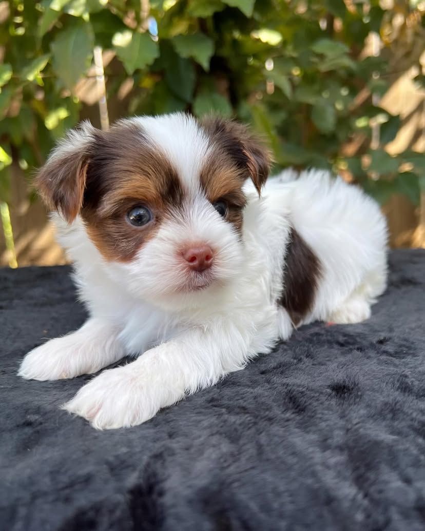 A brown and white puppy is laying on a black blanket.