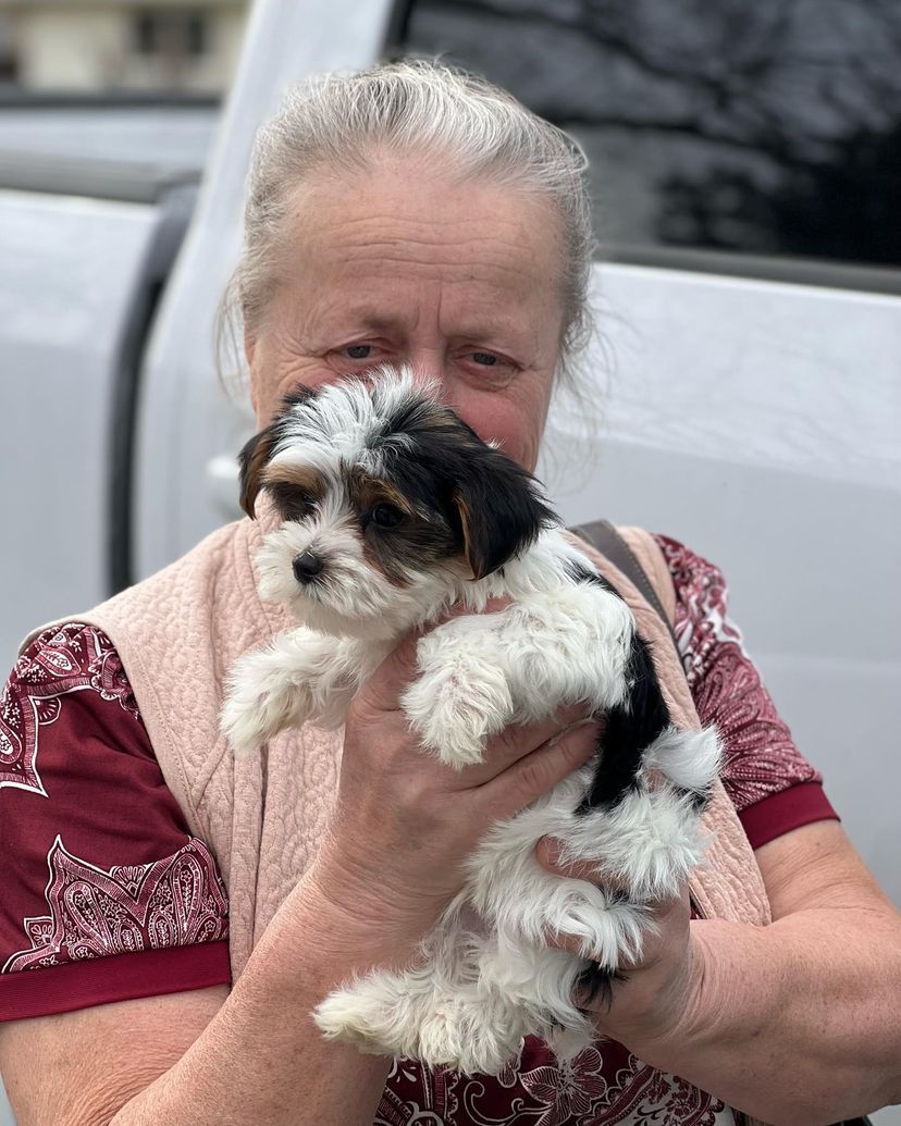 A woman is holding a small puppy in her arms.