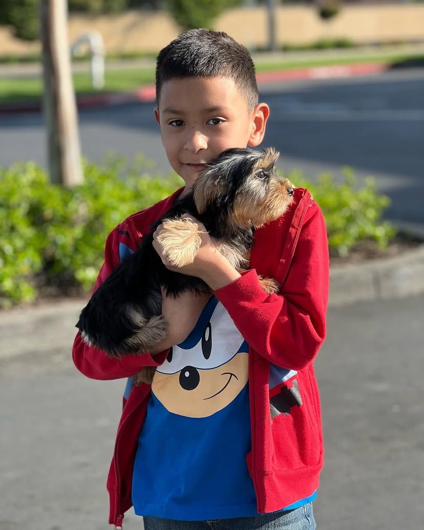 A boy in a sonic shirt is holding a small dog