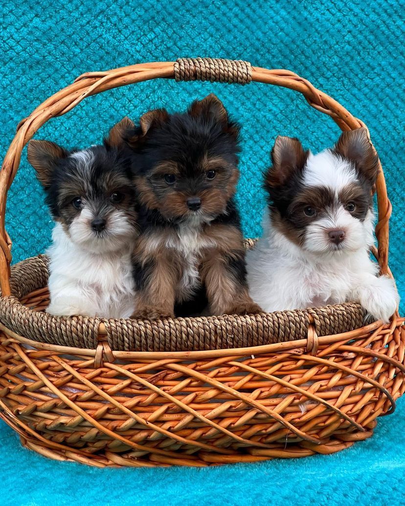 Three puppies are sitting in a wicker basket on a blue blanket.