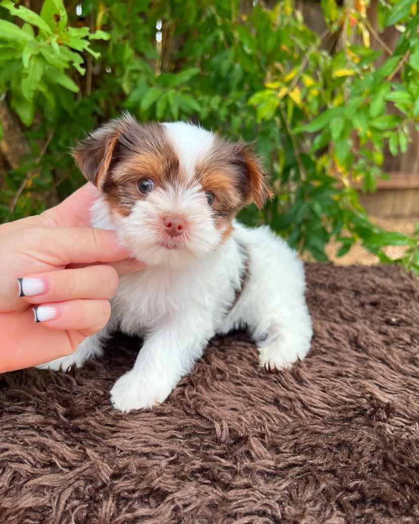 A person is holding a brown and white puppy on a brown blanket.