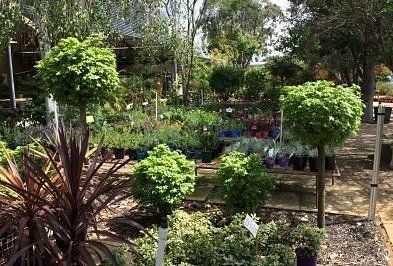 Garden Nurseries in Perth | The Gardeners Nursery
