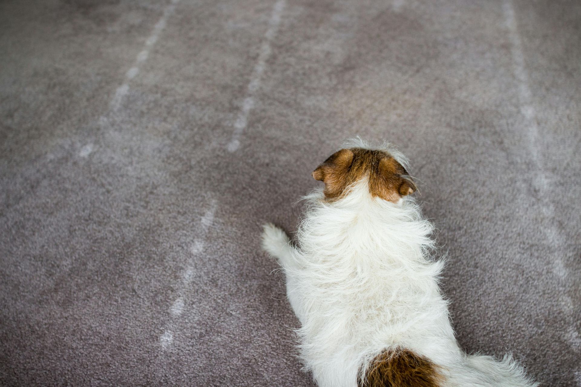 White-and-brown dog seen from behind on a carpeted floor, looking ahead with paws outstretched.