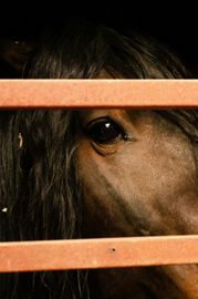 A close up of a horse 's face behind a fence.